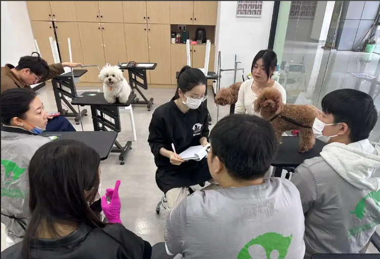 南通市宠物美容学习宠物美容培训学校 - 哪里好